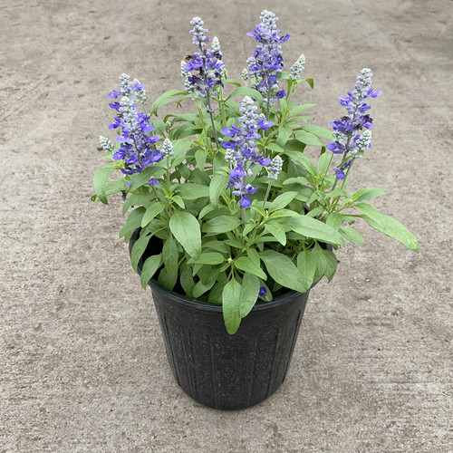 鼠尾草一串蓝阳台庭院春季夏季