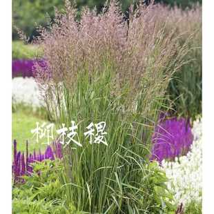 重金属柳枝稷草苗多年生耐寒宿根花卉庭院阳台盆栽地被植物花镜苗