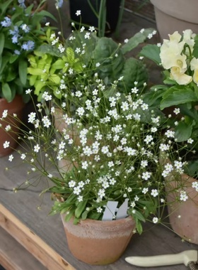 星尘点地梅盆栽耐寒易活庭院地被景观点亮阳台小花园耐阴散光好养