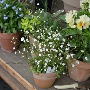 星尘点地梅盆栽耐寒易活庭院地被景观点亮阳台小花园耐阴散光好养