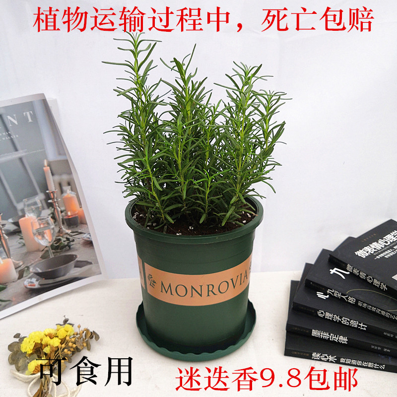 植物香草阳台庭院美观图片