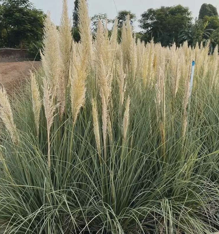 正宗蒲苇盆栽户外庭花芦苇矮网红镜草院耐荫芦苇花针茅矮蒲uql苇