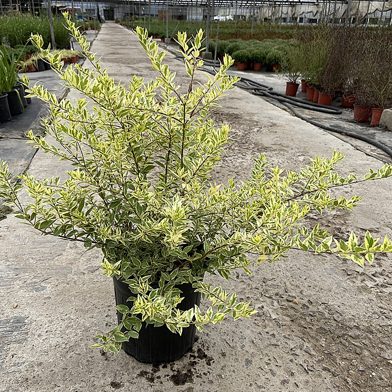 花叶香桃木大盆金姬小腊金边香桃木彩叶灌木花园阳台耐寒耐热包邮