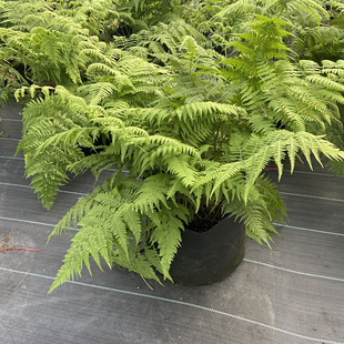 针毛蕨胎生狗脊蕨画蕨耐阴植物多年绿植盆栽耐热绿植室内好养包邮