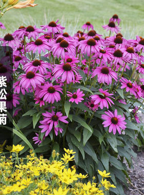 上海友谊花卉松果菊盆耐晒阳台庭院菊花苗黄色金光菊宿根花卉包邮