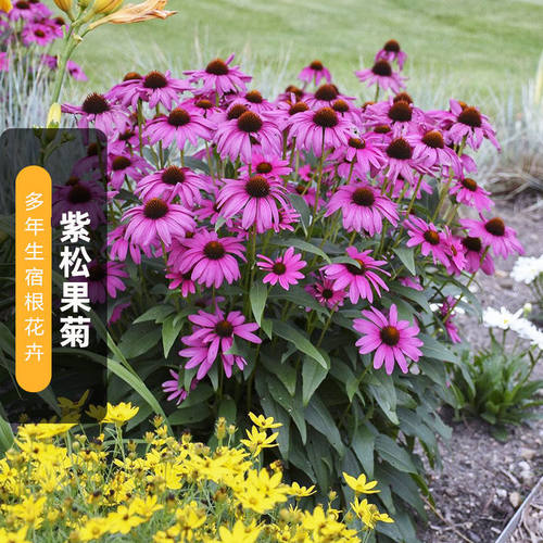 松果菊宿根花卉阳台庭院春天秋天