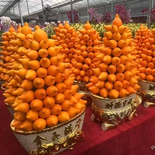 黄金果福禄果五代同堂果年宵花卉客厅办公室新居春节恭喜开业真果