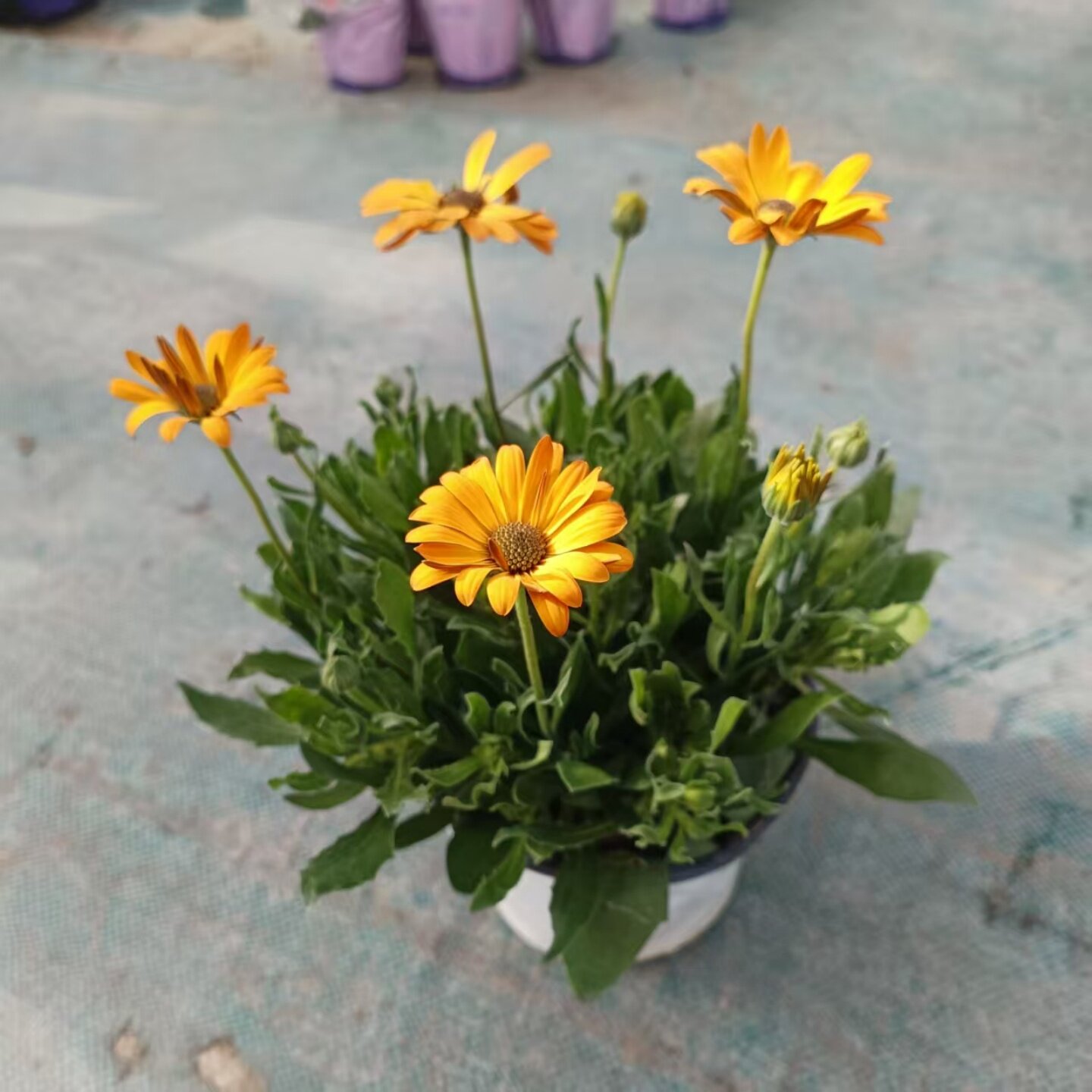 南非万寿菊盆栽蓝目菊花苗阳台庭院耐寒花卉蓝梅冰瑶好养花期长