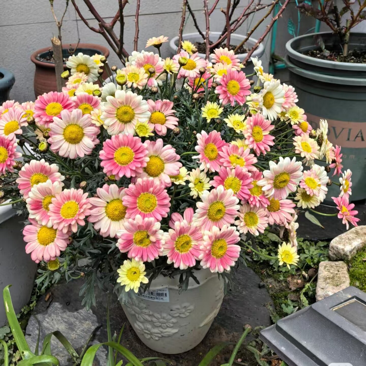 玛格丽特盆栽木春菊花苗阳台庭院重瓣糖果小雏菊花卉植物花期长