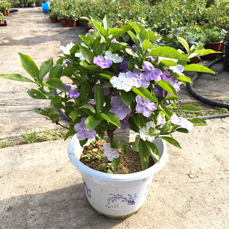 双色树苗花盆栽鸳鸯茉莉清香型木本盆景耐热花卉多年生阳台庭院