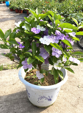 双色茉莉木本花卉阳台庭院夏季花
