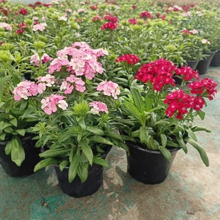 绣球石竹盆栽霹雳石竹花苗阳台庭院多年生好养植物花期长易活花卉