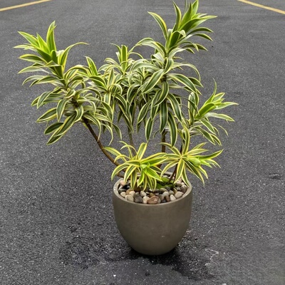 盆栽植物室内客厅绿植净化空气