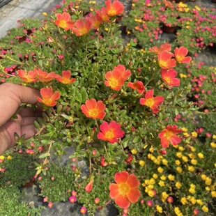 阔叶太阳花盆栽阳台庭院花园多年生耐热耐阴花卉植物好养易活室外