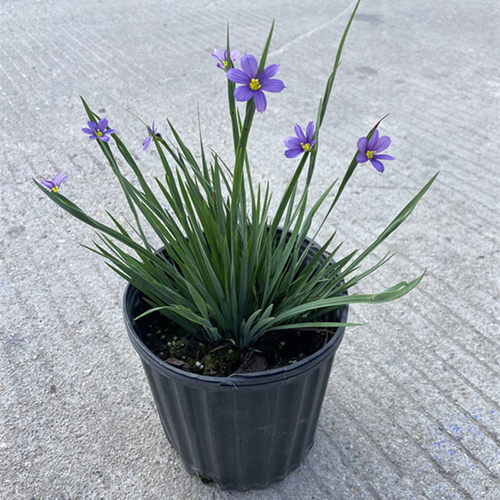 多年生岩点菖蒲庭院花园水池边