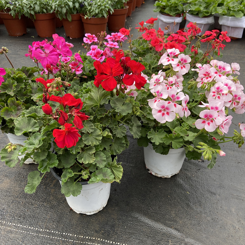 天竺葵盆栽重瓣直立阳台庭院花苗耐寒带花苞洋绣球带原土包邮,鲜花速递/花卉仿真/绿植园艺,时令草本花卉,淘宝优惠券,粉丝福利购,淘宝优惠卷