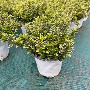小叶金边黄杨盆栽阳台庭院耐热耐寒常绿灌木好养易成活绿植花卉