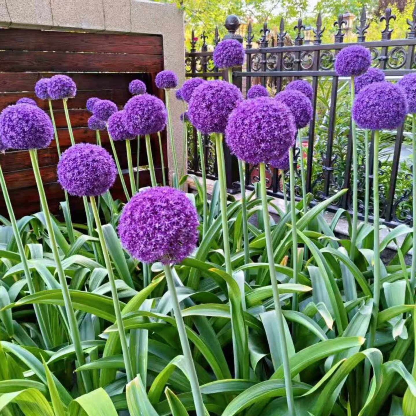 荷兰进口大花葱盆栽阳台庭院花镜植物室外造景花园好养多年生植物
