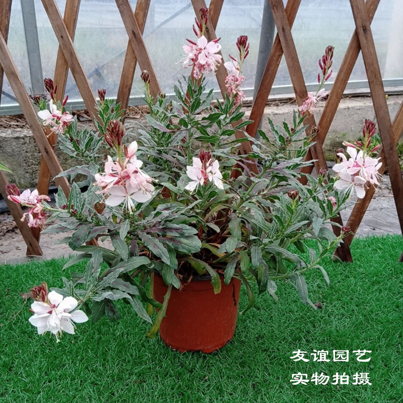 紫叶花盆栽多少钱 紫叶花盆栽优惠券免费领取 有条鱼