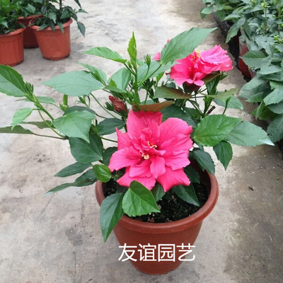 木本花卉庭院朱槿夏季秋季扶桑