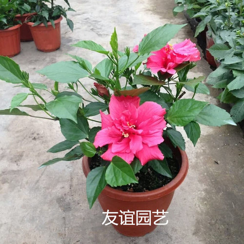 木本花卉庭院朱槿夏季秋季扶桑