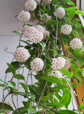 垂吊球兰花苗盆栽藤本植物花卉卷叶球兰绿叶球兰花苗带原土球发货