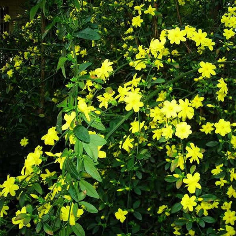 迎春花苗.迎春花苗木.迎春花小苗.迎春花大苗.庭院盆栽耐寒花卉-封面