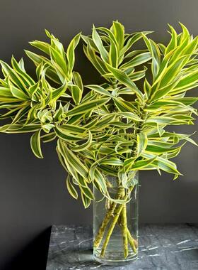 百合竹鲜切花 进口花材 云南昆明梅丰花卉直发高端花材室内插花