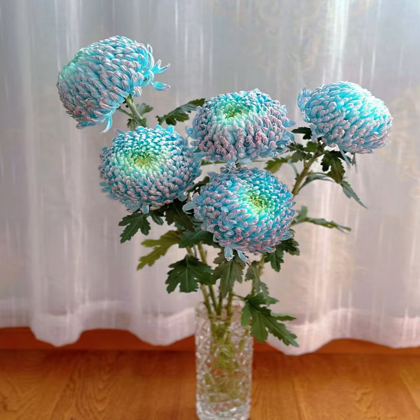 牡丹菊鲜花 云南梅丰花卉基地直发大花朵家庭桌面装饰鲜切花