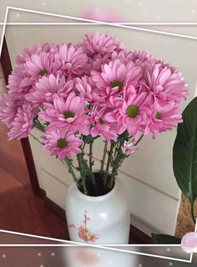 小雏菊鲜花云南昆明基地直发家庭插花摆件花期长好养容易打理真花