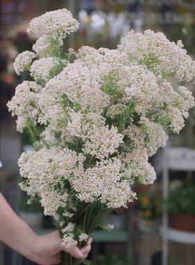 米花 鲜花  真花 可做干花 一大束云南昆明梅丰花卉基地直发包邮