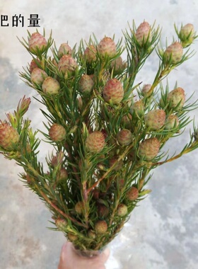 澳洲郁金香 鲜切花 真花 云南梅丰花卉基地直发