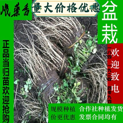 甘肃当归苗正品药材苗30株包邮带土植株精选成活率高党参苗黄芪苗