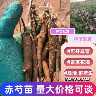 赤芍种苗种子批发量大优惠中药材种子种苗臭牡丹苗可开发票白芍苗