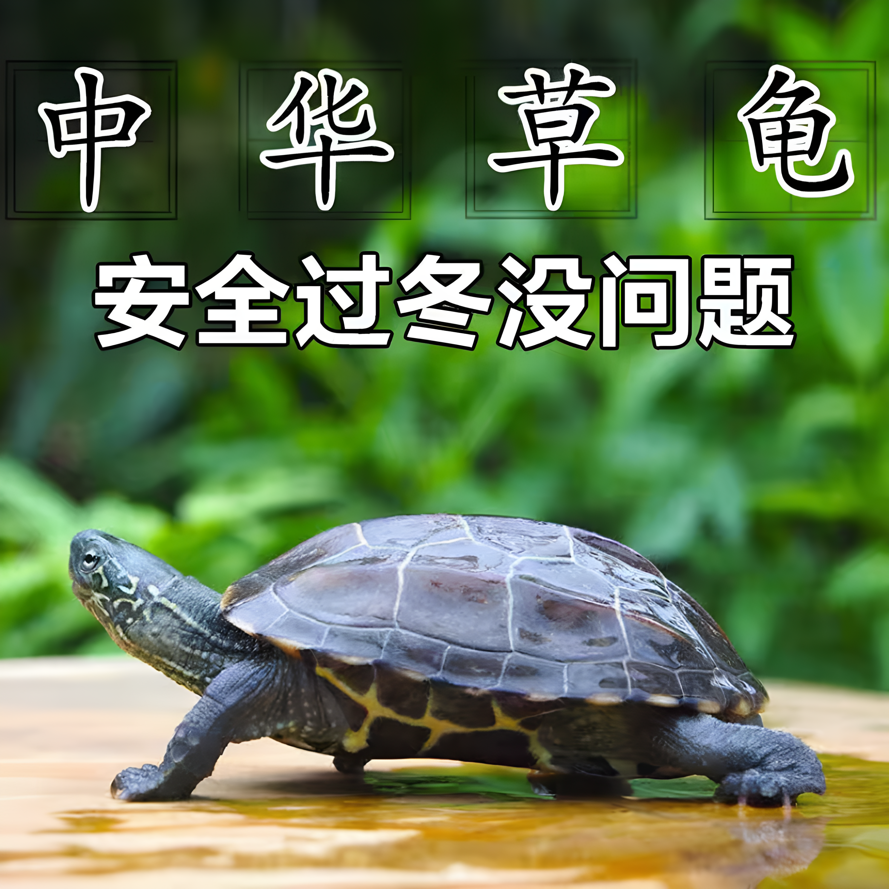 苏北金线中华草龟苗认主人迷你观赏小乌龟活物适合家养的水生宠物