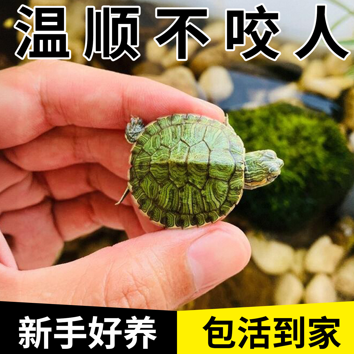 巴西龟乌龟苗适合家养的迷你小乌龟活物易存活观赏宠物龟一公一母