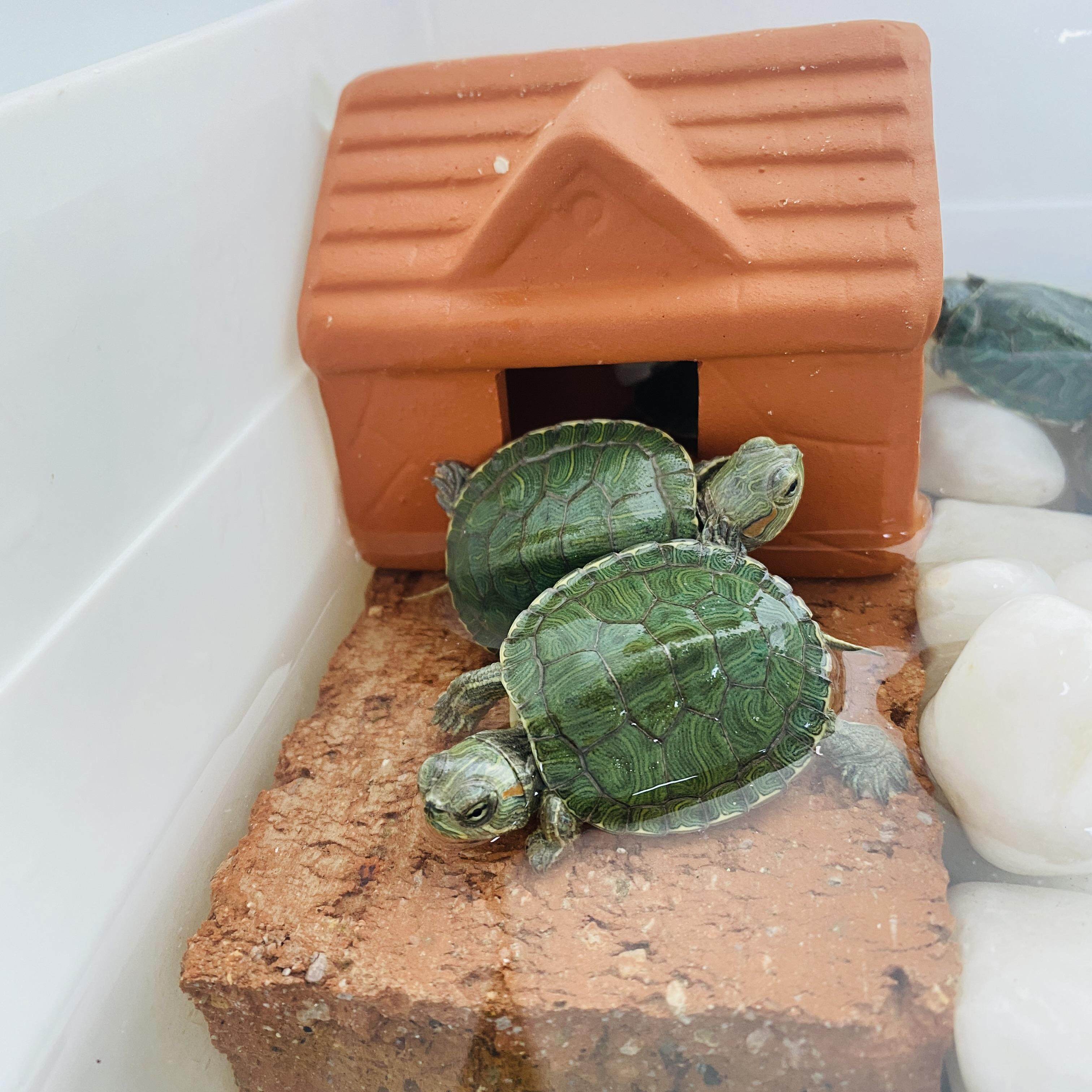 小乌龟活物巴西适合小孩子家养的迷你宠物易存活淡水认主草龟苗