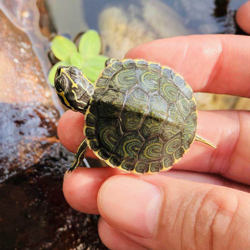 小乌龟活物深水黄耳巴西龟苗玄武适合家养的情侣认主宠物易存活