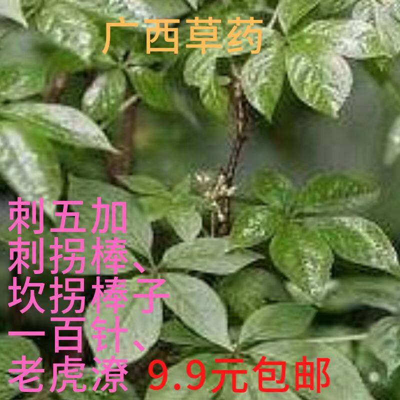 广西特产簕菜新鲜苦刺心刺五加坎拐棒子刺三加白刺尖老鹅掌簕包邮