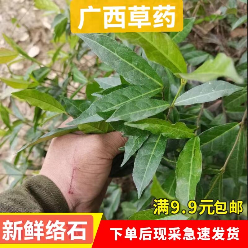深山新鲜络石搭壁藤田螺盖络石藤干货石龙藤万字茉莉薜荔藤500克
