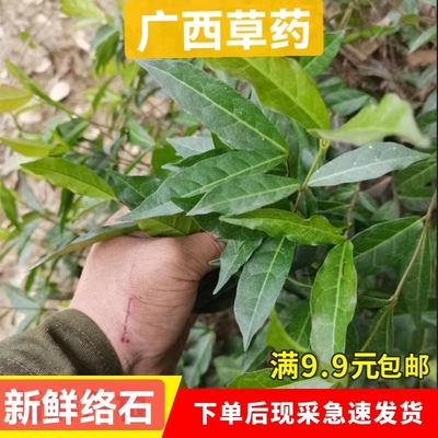 新鲜络石藤田螺盖薜荔藤万字茉莉