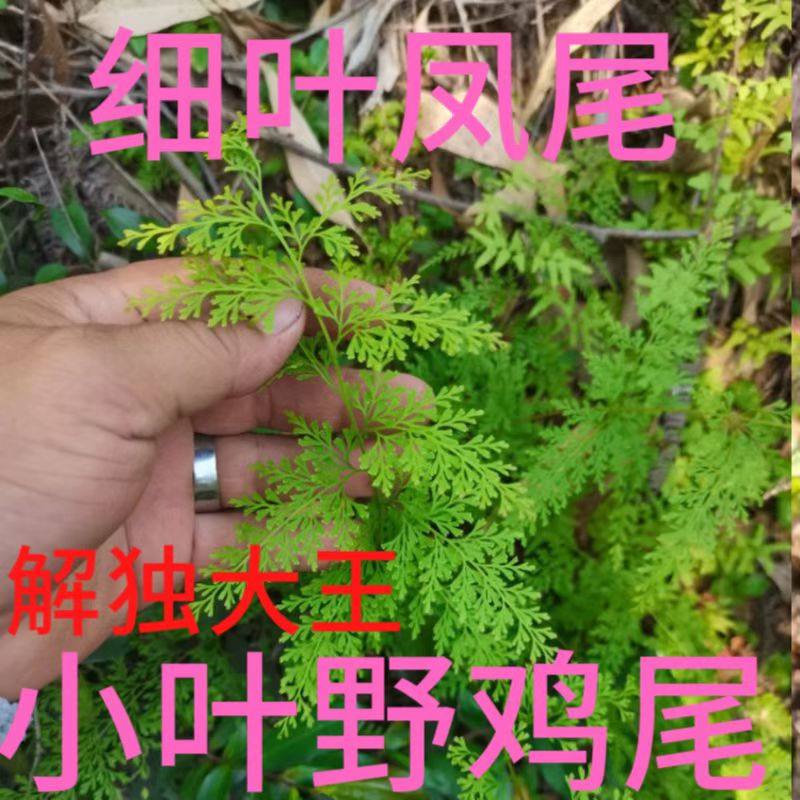 新鲜野生采草药材乌蕨乌韭大叶金花草小叶野鸡尾细叶凤凰尾包邮