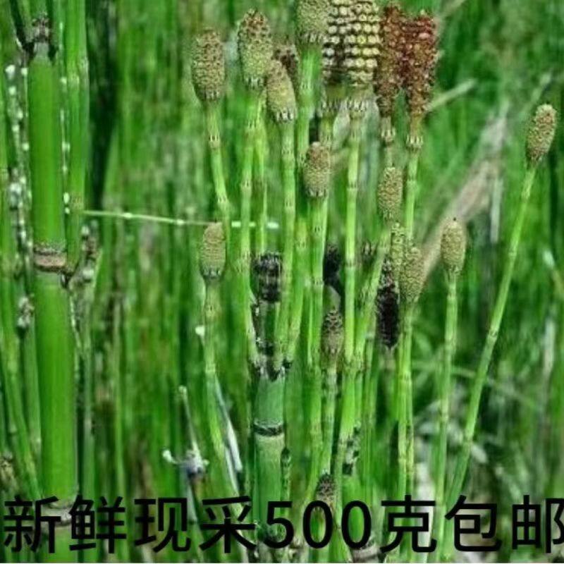 新鲜节节草盆栽深山土木贼草锁眉草笔杆草节骨草锉草问荆现采1斤