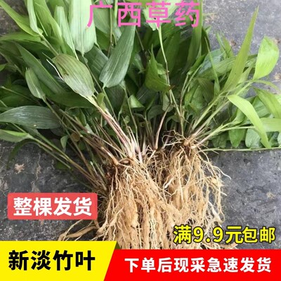 广西现挖新鲜淡竹叶根1斤包邮h鸡米迷身草根中药材干货全草淡竹叶