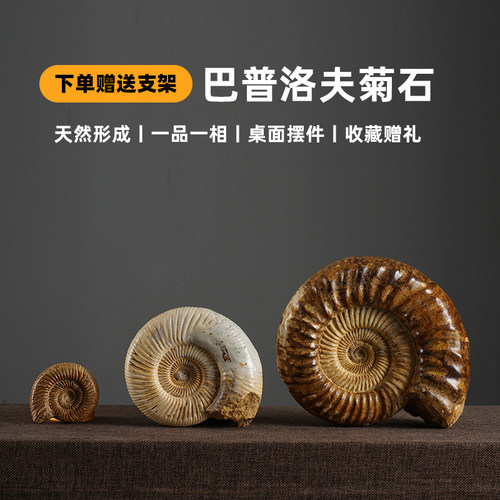 天然菊石螺化石标本桌面摆件