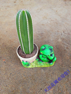 仙人柱白云阁 10大名柱之一 仰云阁 老乐柱较为经典侧芽出售。