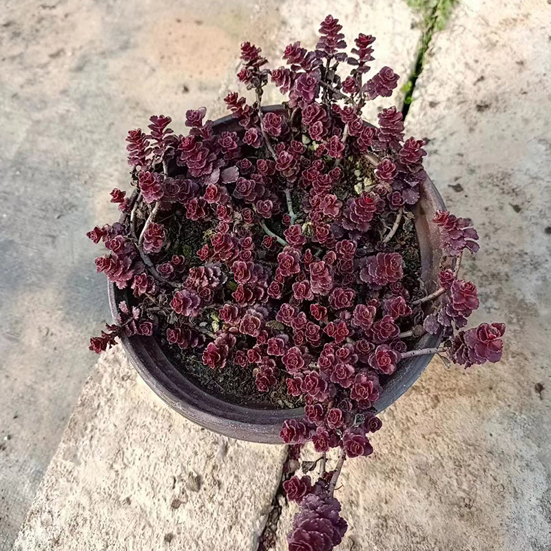 小球玫瑰多肉植物组合盆栽红色耐寒易养活群生多头萌肉易爆盆绿植