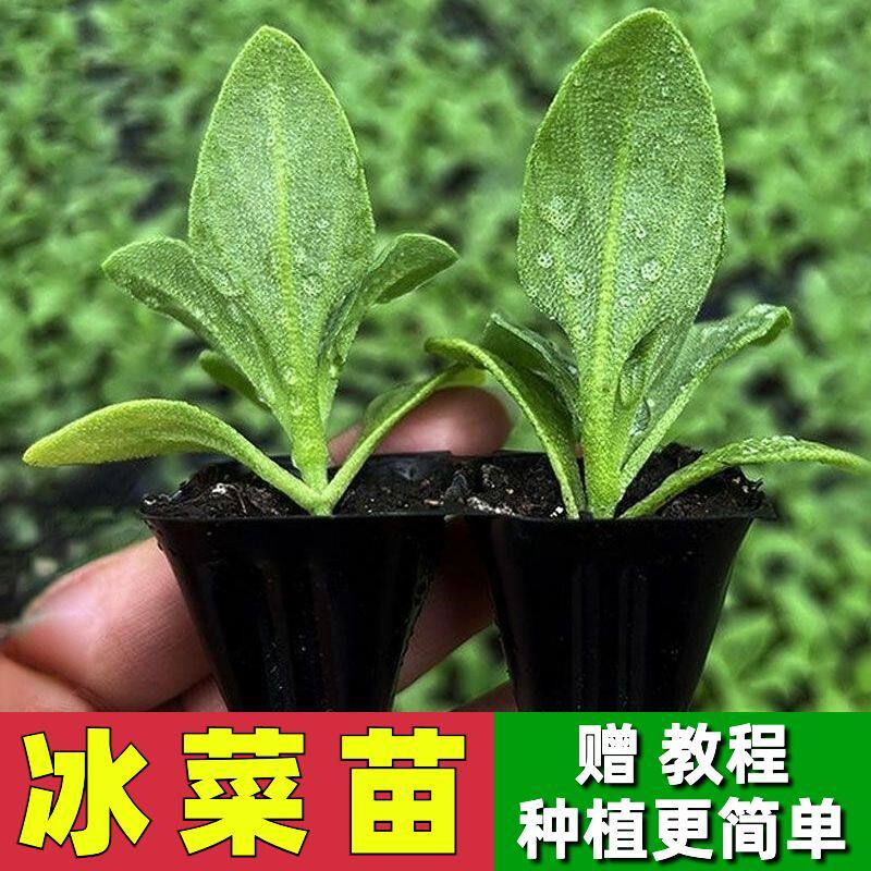 寿光水晶冰菜苗秧大叶冰草苗带土球四季冰菜种子苗子盆栽庭院种植