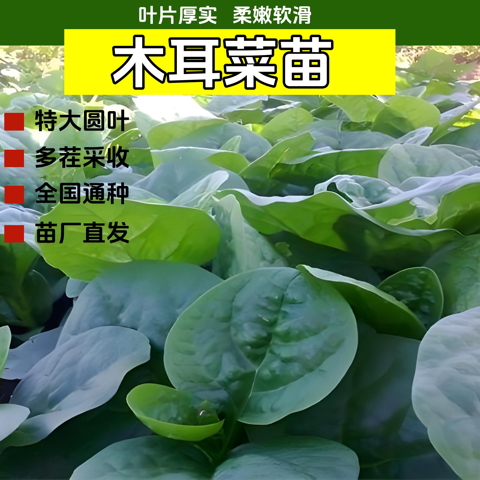 四季秧苗特大圆叶木耳菜阳台盆栽多次采摘春秋种蔬菜种子木耳菜苗