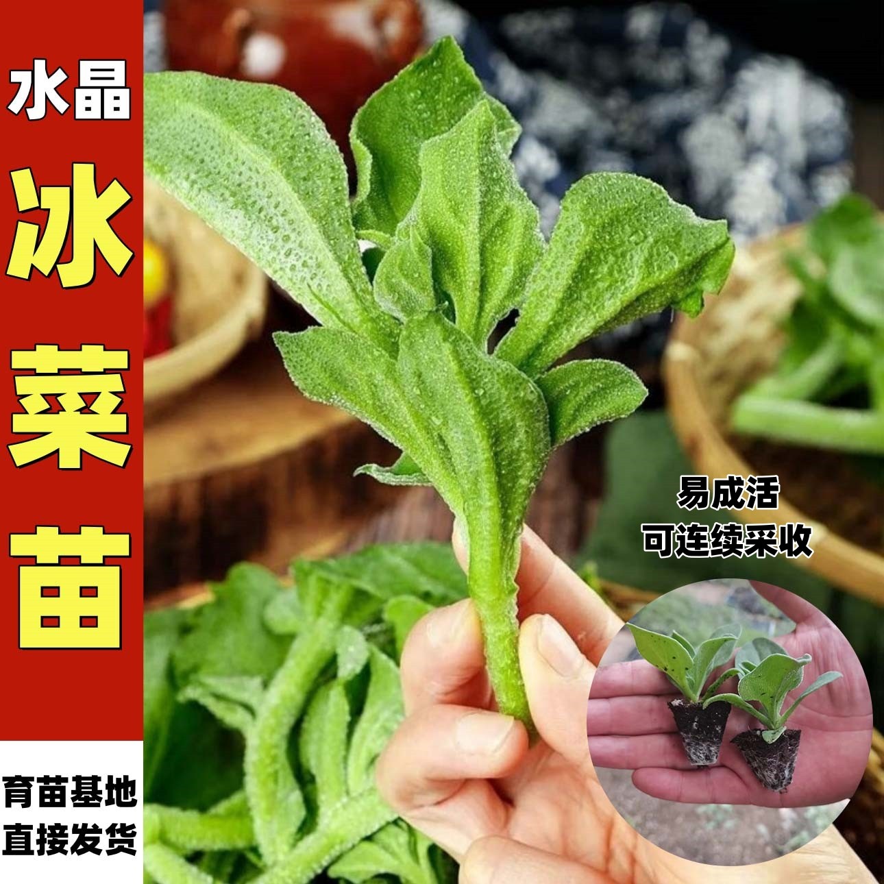 寿光水晶冰菜苗大苗种子沙拉冰草家庭园艺种子